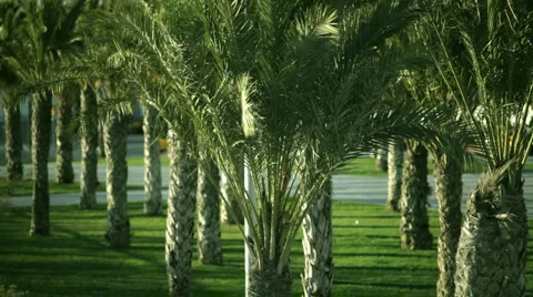 Palm trees Stock Footage 926326