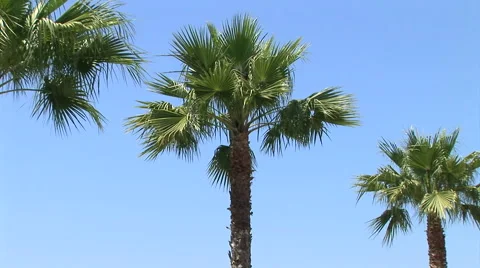 Palm trees Stock-Footage 935301