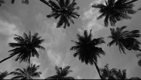 PALM TREES Vidéo 1129082