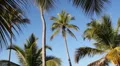 Palm trees. HD Footage
