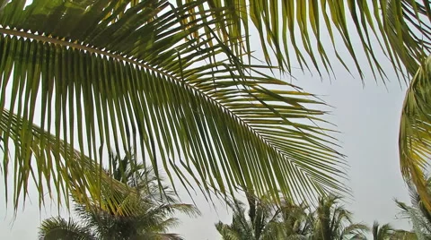 Palm Trees Stock-Footage 5298329