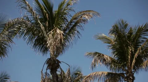 Palm Trees 스톡 동영상 7132228