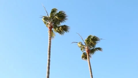 Palm Trees Stock Footage 7727297