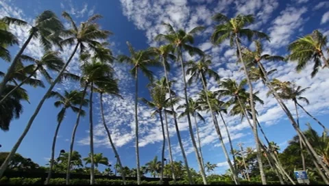 Palm Trees Stock-Footage 8555319