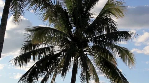 Palm Trees 스톡 동영상 8606572