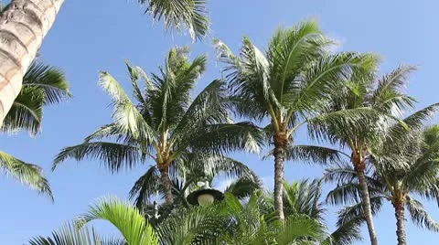 Palm trees Stock Footage 8996565