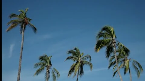 Palm trees Stock Footage 10681786