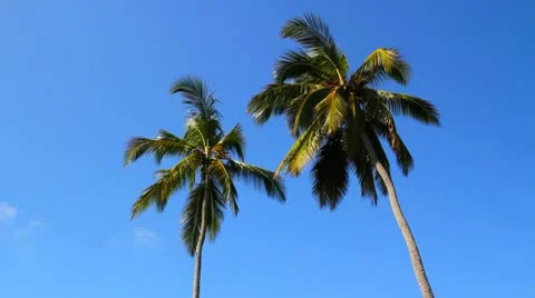 Palm trees Stock Footage 10699845