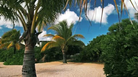 Palm trees Stock Footage 10889393