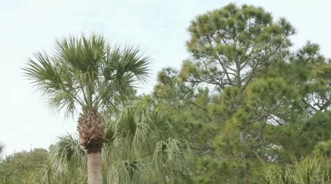 Palm Trees Stock-Footage 10900130