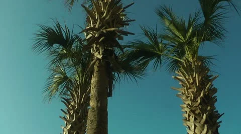 Palm trees Stock Footage 11115847