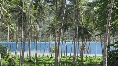 Palm trees Stock Footage 11240716