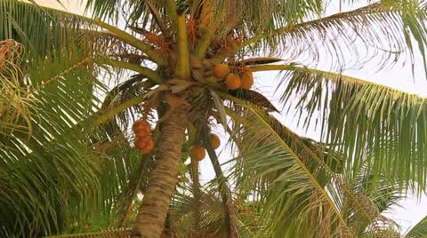 Palm Trees Stock Footage 11425523