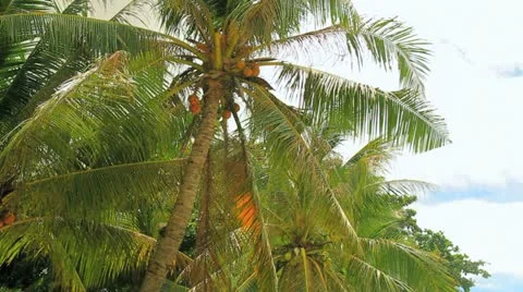 Palm Trees Stock Footage 11425563