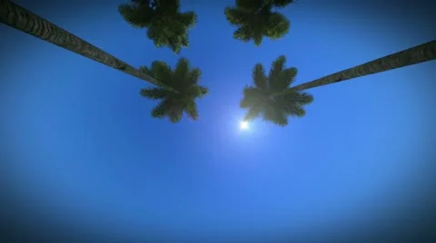 Palm Trees Stock Footage 11959351