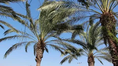 Palm trees Stock Footage 12467732