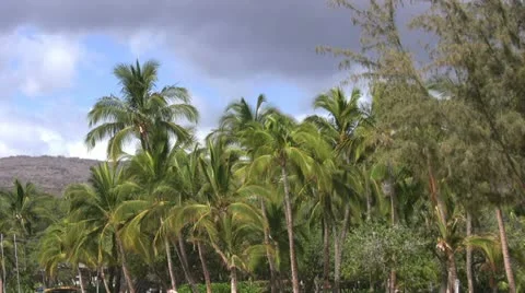 Palm Trees Stock-Footage 12580768