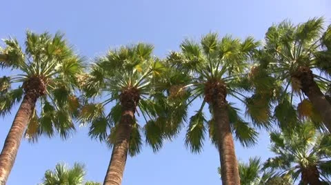 Palm Trees Stock Footage 12748425