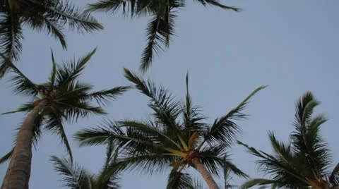 Palm Trees Stock Footage 12914356