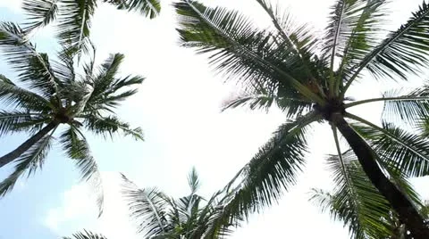 Palm trees Stock Footage 17362475