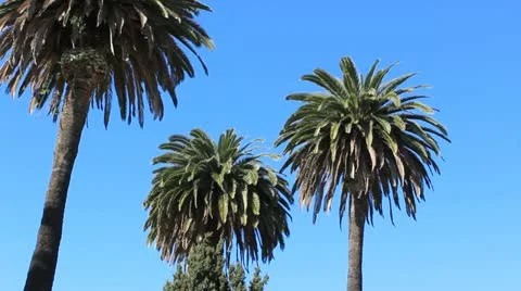 Palm Trees Stock Footage