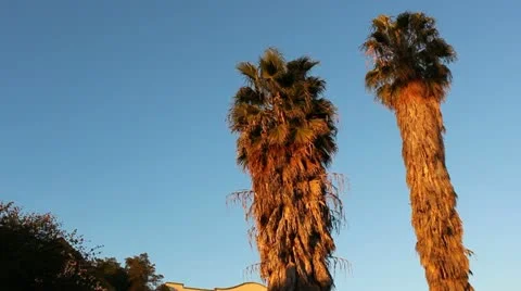 Palm Trees Video stock 20447248