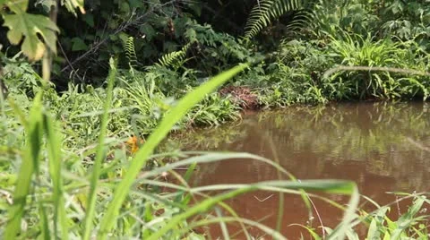 Palm trees Stock Footage 21523611