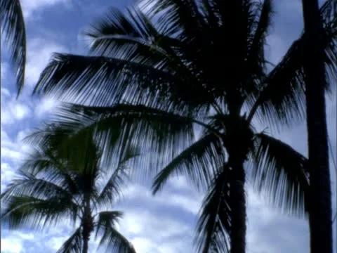 Palm Trees Stock-Footage 22242829