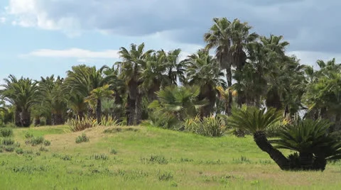 Palm trees Stock Footage 22640809
