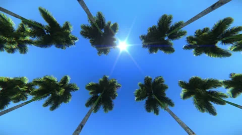 Palm trees Vídeos de archivo 26117498