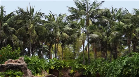 Palm trees Video stock 28021971