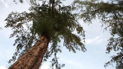 Palm trees Stock Footage 29924718