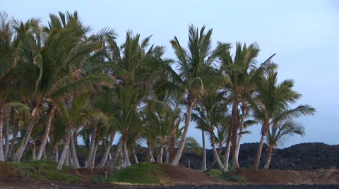 Palm Trees Stock Footage 32204239