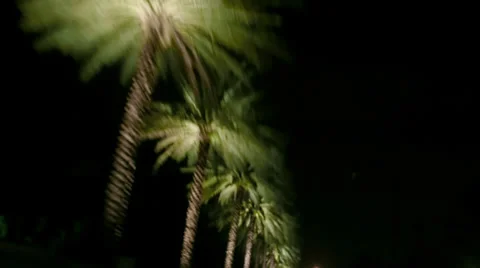 Palm Trees Stock Footage 33923405