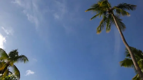 Palm trees Video stock 35840910