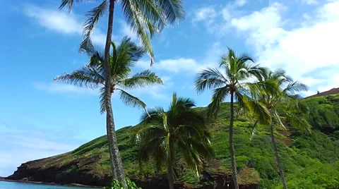 Palm trees Stock Footage 36688540