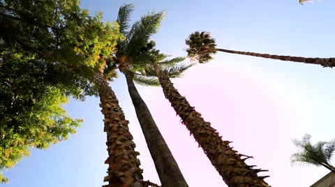 PALM TREES Stockbeeldmateriaal 43911654