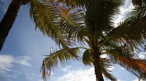 Palm Trees Stock Footage 45142244