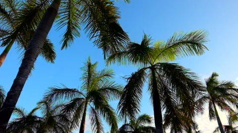 Palm trees Stock Footage 45878121
