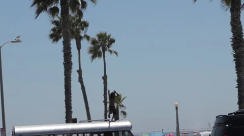 Palm trees Stock Footage 46802259