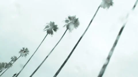 Palm trees Stock Footage 46807106