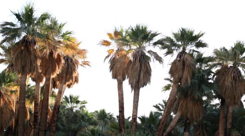 Palm Trees Stock Footage 47396647