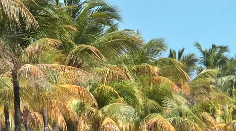 Palm trees Stock Footage 47405803