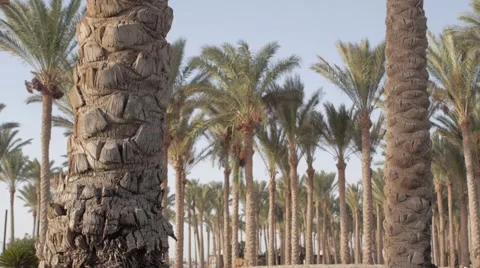 Palm trees Stockbeeldmateriaal 53685696