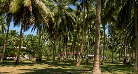 Palm Trees Stock Footage 61157406