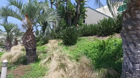 Palm Trees Stock Footage 68681494