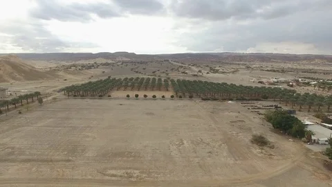 Palm trees Vidéo 72568652