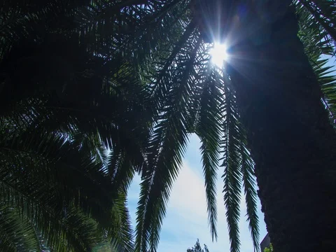 Palm Trees Stock Footage 75263203