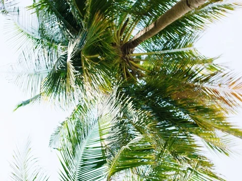 Palm trees Stock Footage 81106336