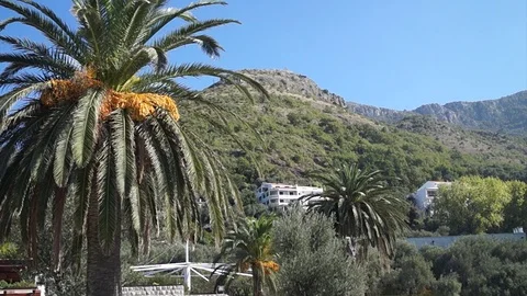 Palm trees Stock Footage 84800270